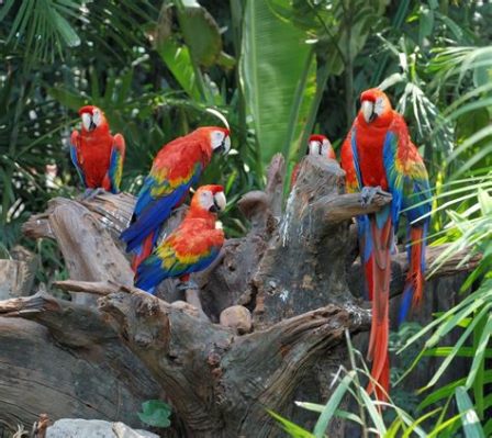 do parrots like music that has a tempo similar to their natural environment